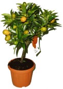 Mandarinka Kumquat 2.jakost (4/4)