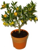 Mandarinka Kumquat (1/2)