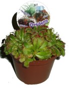 Masožravá rostlina Drosera po prostřihu