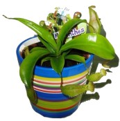 Masožravá rostlina masožravka Láčkovka Nepenthes (2/2)