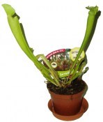 Masožravá rostlina masožravka Špirlice (2/2)