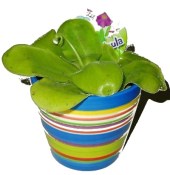 Masožravá rostlina masožravka Tučnice po prostřihu