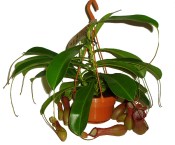 Masožravá rostlina masožravka velká Láčkovka Nepenthes