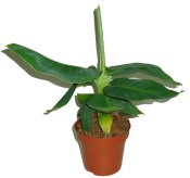 Mrazuvzdorný banánovník malý