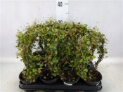 Muehlenbeckia complexa - Vratič