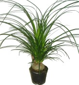 Nolina recurvata sloní noha spec. typ malá cibulka