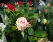 Novinka! Růže - do bytu i na zahradu v květináči