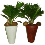 Palma Livistona rotundifolia v květináči