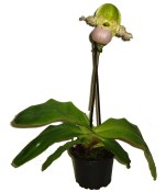 Paphiopedilum - střevíčníkovec