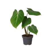 Monstera deliciosa - Philodendrum pertusum - 2. jakost