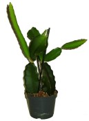 Pitahaya - Hylocereus triangularis - dragonfruit velká (3/3)