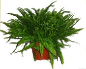 Pokojová květina Athyrium - papratka největší