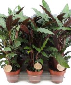 Pokojová květina  Calathea Rufibarba velká