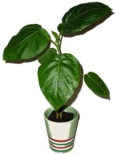 Pokojové rostliny - Rajčenka - Cyphomandra betacea - RARITA  - velká rostlina