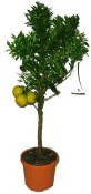 Pomerančovník Chinotto 110 - 130 cm 2.jakost (2/2)