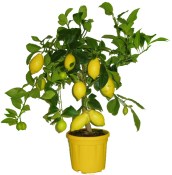 Premium citrónovník Lemon 110 cm