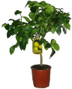 Premium citrónovník Lemon 110 cm (2/2)