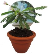 Rostlina Biophytum sensitivum - citobýl