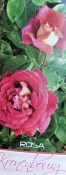 Růže keřová - Kronenbourg tmavě růžová