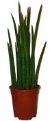 Sansevieria - tchýnin jazyk velká rostlina 2. jakost