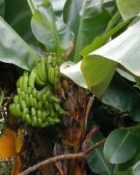 Sazenice banánovníku - Musa tropicana