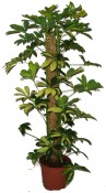 Schefflera nora