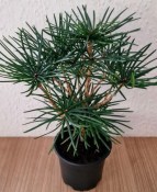 Sciadopitys verticillata - japonská deštníková borovice menší