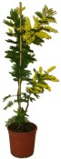 Stromek Mimosa - Acacia dealbata (paradoxa) 180 cm (1/2)