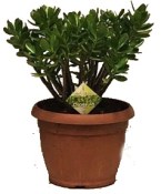 Sukulent Crassula tlustice - velká 2.jakost (3/3)