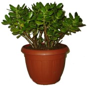 Sukulent Crassula tlustice - velká 2.jakost (1/3)