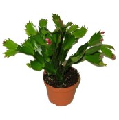 Vánoční kaktus červený