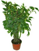 Vavřín laurus nobilis bobkový list keř velký 160 cm