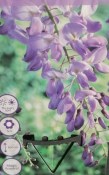 Vistárie - Wisteria 70 cm - kroucený více kmenů - nezasíláme - pouze na prodejně
