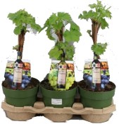 Vitis vinifera bílý Dr. Smidtmans