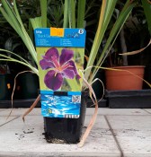 Vodní rostliny - Iris Black Gamecock (Kosatec lujsiánský)