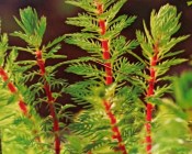 Vodní rostliny - Myriophylum