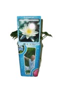 Vodní rostliny - Nymphaea (Leknín bílý)