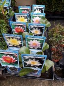 Vodní rostliny - Nymphaea (Leknín bílý) (2/2)