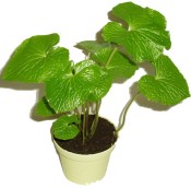 Wasabi - pravý japonský křen 2.jakost