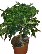 Zanthoxylum - čínský pepř (2/2)