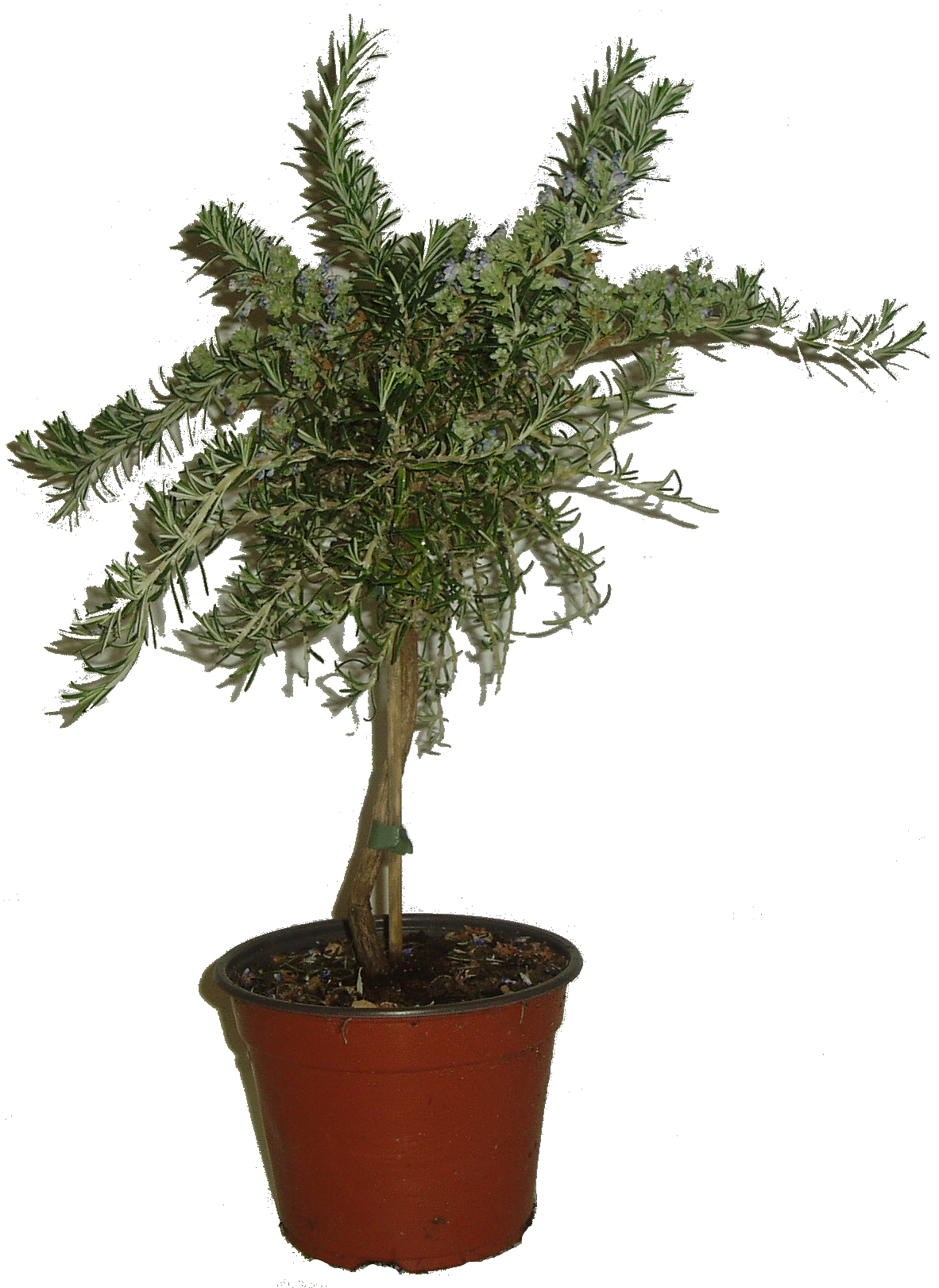 Rozmarýn na kmínku ROSMARINO OFFICINALIS