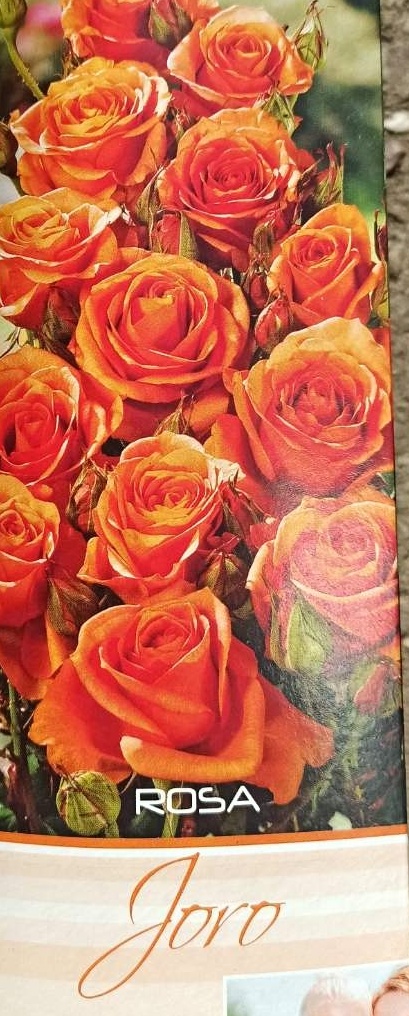 Růže keřová - Joro oranžová