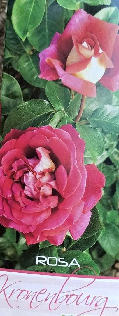 Růže keřová - Kronenbourg tmavě růžová