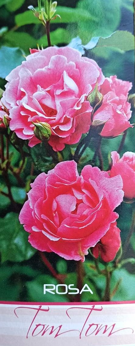 Růže keřová - Tom tom růžová