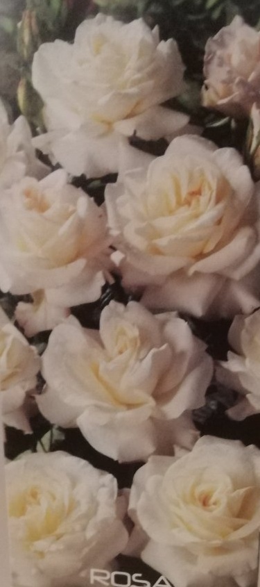 Růže keřová virgo - bílá