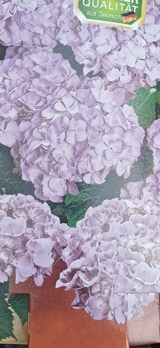 Venkovní keř - Hortensie - Hydrangea macrophylla růžová