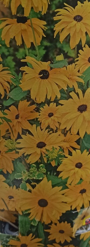 Venkovní keř - Rudbeckia