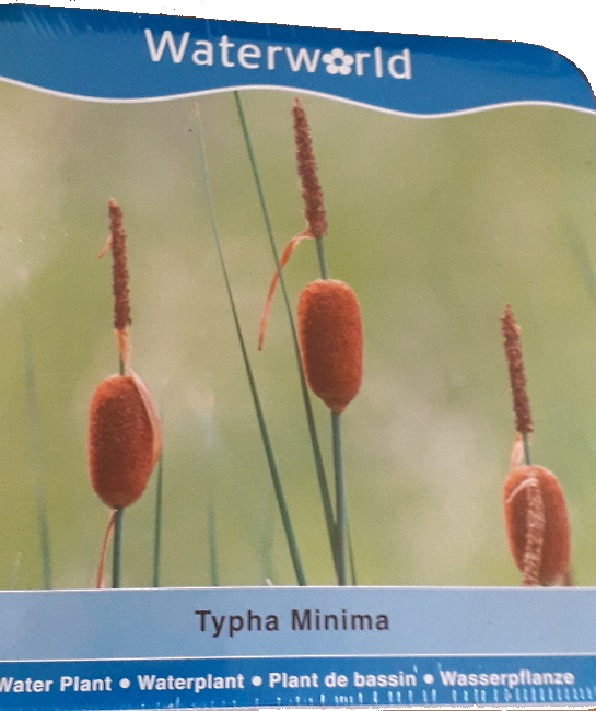 Vodní rostliny - Typha minima (Orobinec nejmenší)