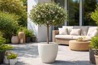 Feijoa: Egzotyczne piękno, które owocuje, pachnie i zachwyca przez cały rok