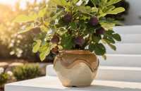 Ficus carica - Figowiec, biblijne drzewo o słodkich owocach